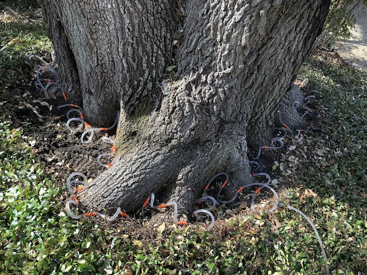 Detailed Tree Cabling and Bracing job site in Polk City