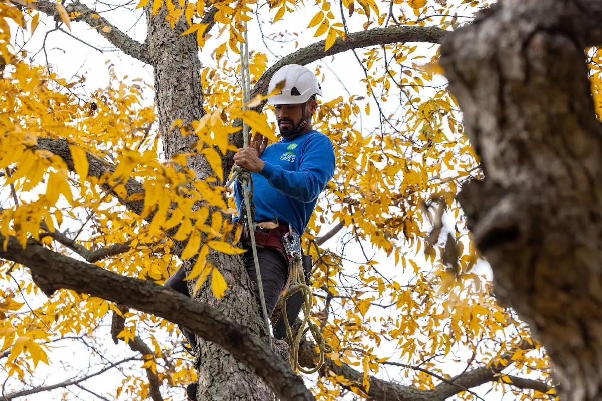 Skilled Tree Trimming crew working in Polk City